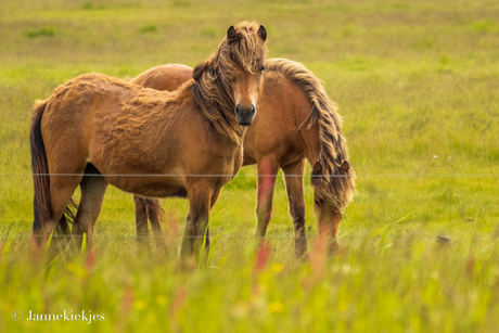 Paarden bij Lauwersmeer