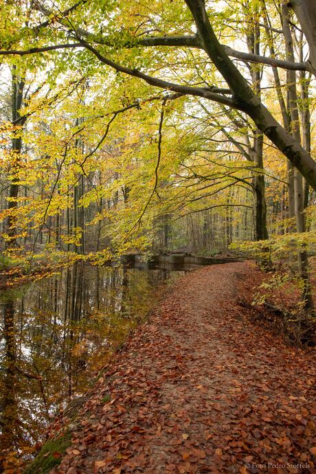 Herfstkleuren in het Waterloopbos