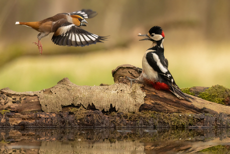 Grote bonte Specht en Appelvink