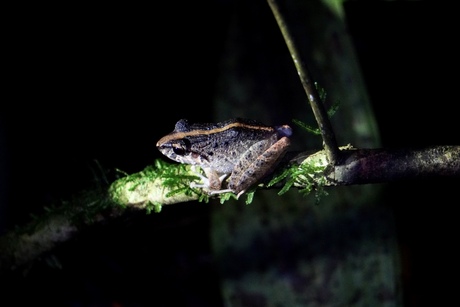 Frog night