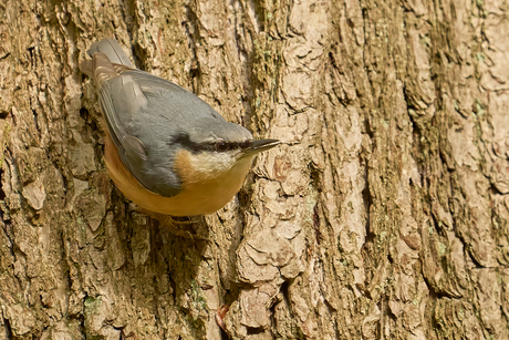 Wat kleeft er aan de boom?