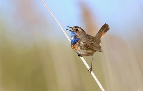 Uit volle (Blauw)borst
