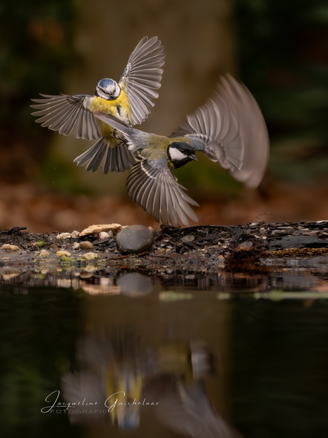 Flying Birds