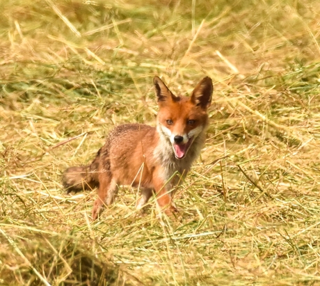 Vosje in het veld 