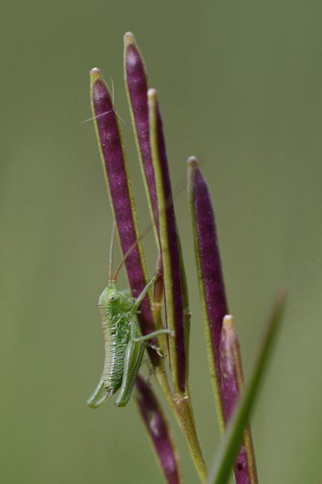 Het onder de knie hebben