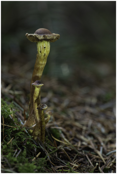 Bundelmycena