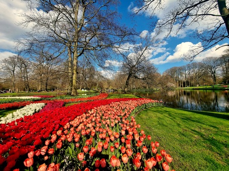 Keukenhof 