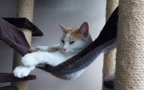 Een luie dag in het paradijs 