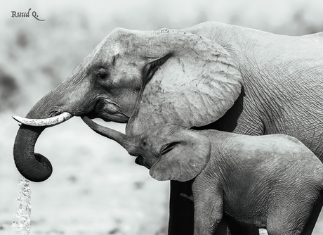 Dorst