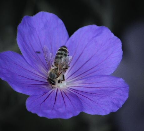 Close-up II