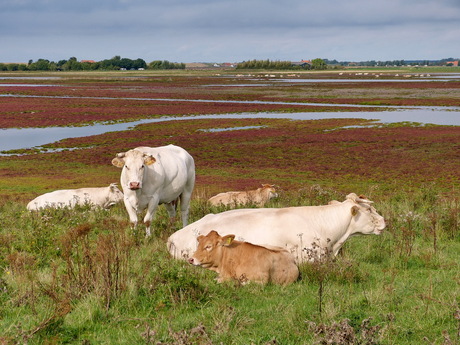 Schouwen  Duiveland.