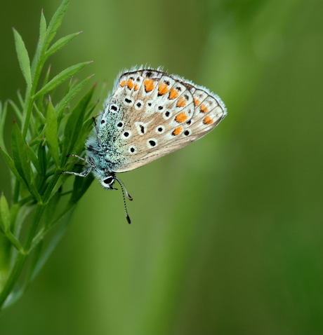 Icarusblauwtje 🦋