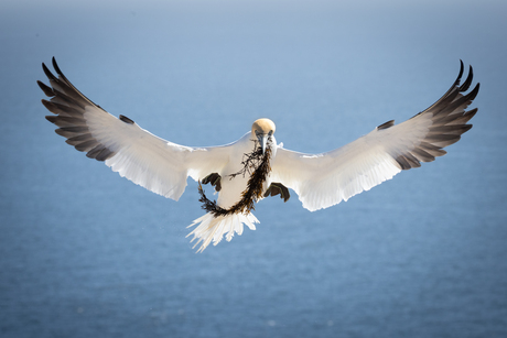 Jan-van-gent in vlucht (3)