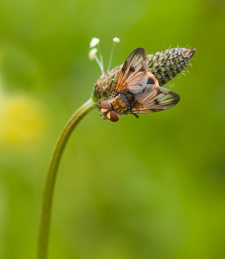 Ectophasia crassipennis.