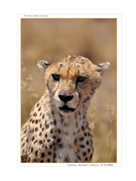 Cheetah Serengeti Tanzania