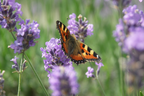 Vlinder op lavendel