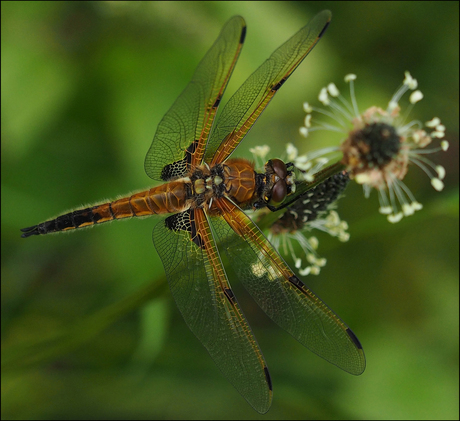 libelle