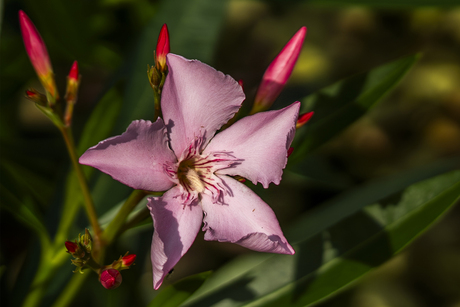 oleander