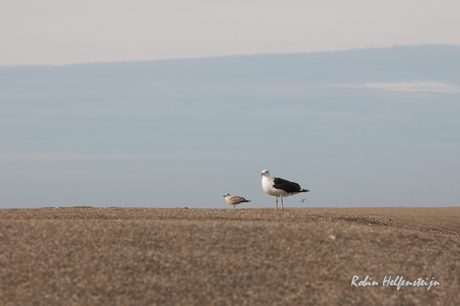 Texel