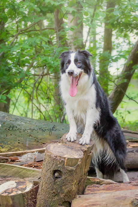 Border Collie