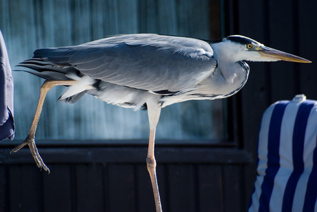 Reiger