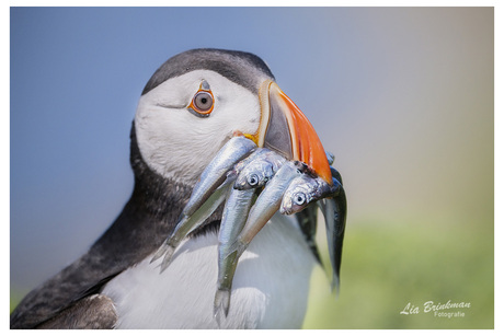 Puffin met zijn visjes