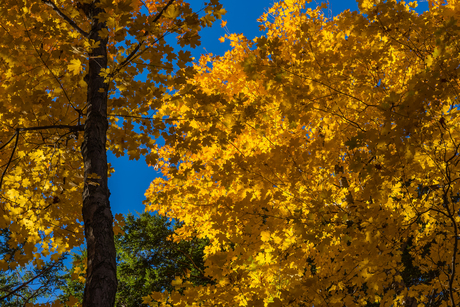 Herfst in Canada.