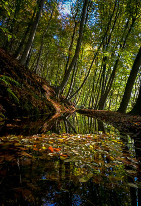 Herfstbladeren op water