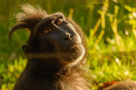 Zwarte kuifmakaak (Macaca nigra) Portret