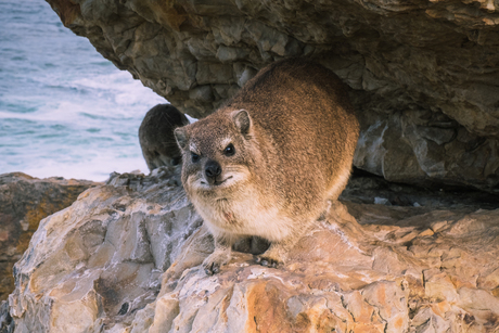 Kaapse klipdas (Dassie)