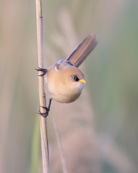 Acrobaat in het riet