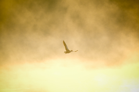 nijlgans met zon en mist