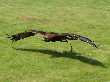 roofvogel