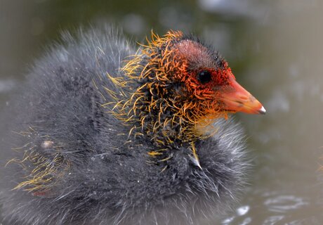 Jonge Meerkoet