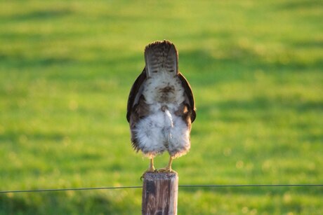 Buizerd