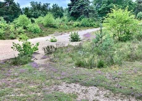Kleine bloemetjes
