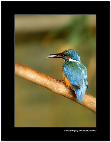 kingfisher