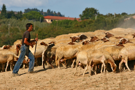 Schapen of zoiets