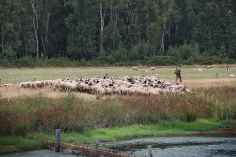 Schapenhoeder onderweg naar de kooi