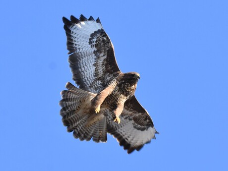 21.Buizerd - Buteo buteo_7008 (2)