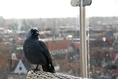 HAARLEM, Dakterras V&D