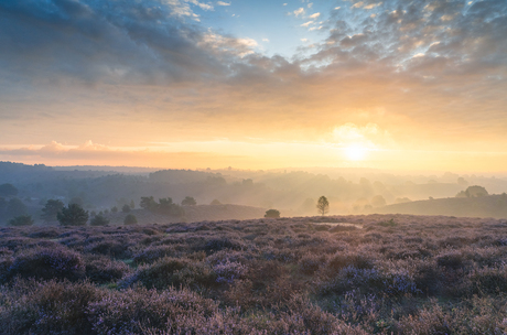 Ochtendglorie op de Veluwe