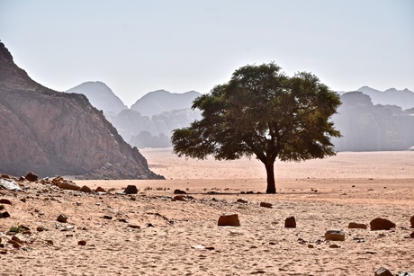 Lonely Tree in the Desert.