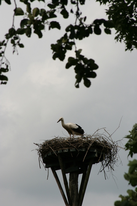 Ooievaar op nest