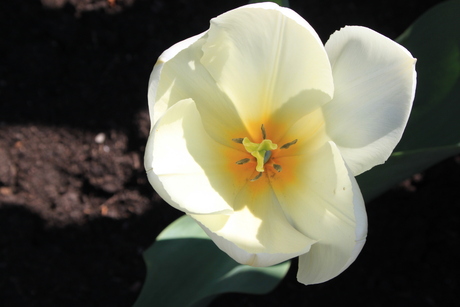 Tulp