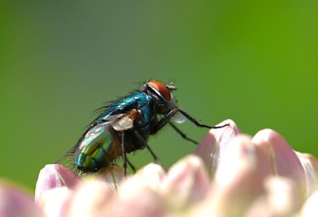 altijd mooi deze bellenblazer