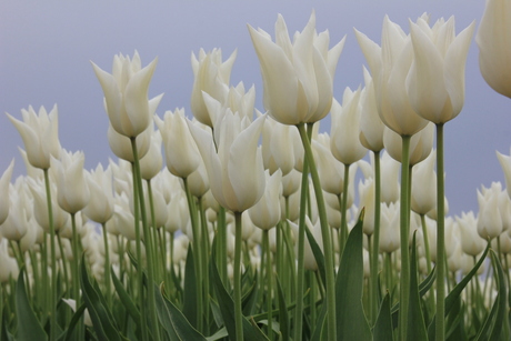 Tulpenveld