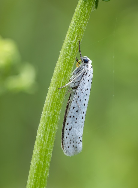 Vogelkersstippelmot
