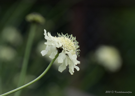 witte bloem