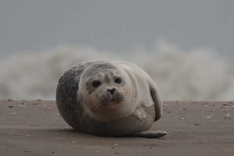 Gewone zeehond - Strand Katwijk